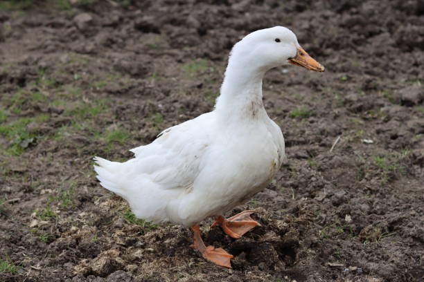 istock White goose in a farmyard close up 1481704955