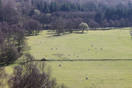Sheep grazing peacefully in a green field surrounded by hills in bright spring sunshine
