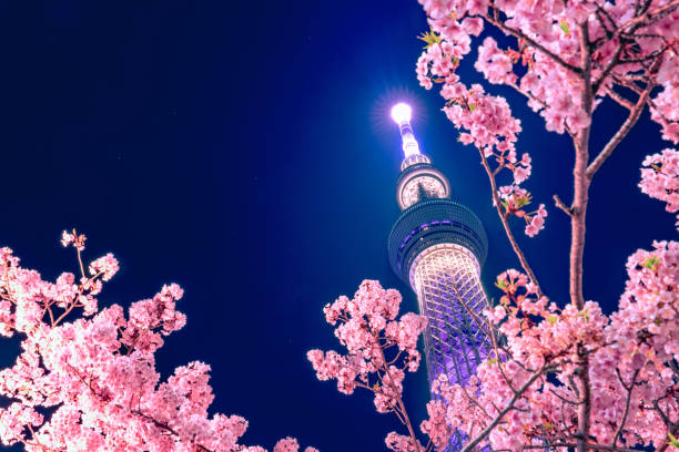 tokyo sky baum mit sakura - tokyo prefecture street night japan stock-fotos und bilder