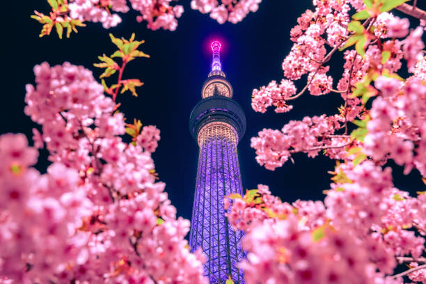 tokyo sky baum mit sakura - japan tokyo tower tokyo prefecture tower stock-fotos und bilder