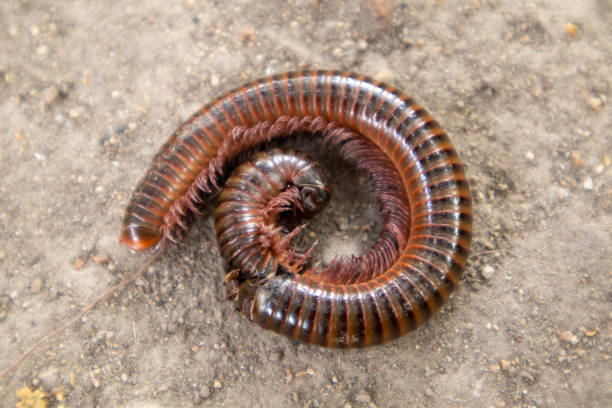 istock Millipedes are moving in nature. 1481706169