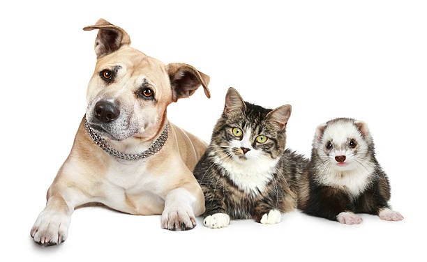 istock Dog, cat and ferret 148170702
