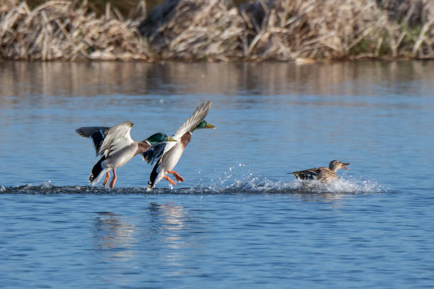 istock Two male Mallards chasing a female 1481707077