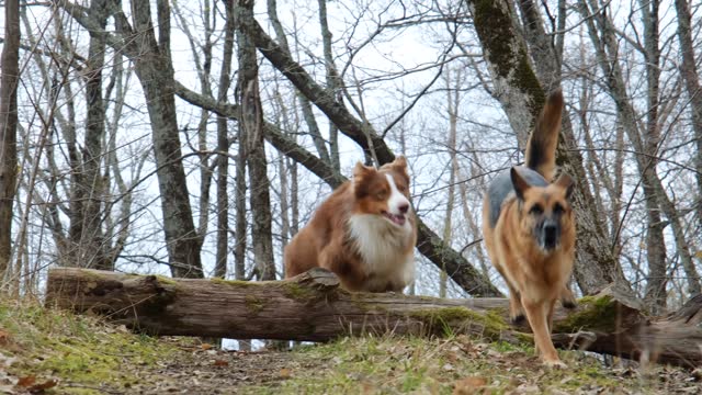 Two dogs quickly run along trail and jump over log. Brown Australian Shepherd standing in woods next to fallen tree and waiting for best friend German Shepherd. Active pets on walk in spring park.