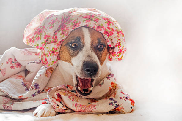 jack russell terrier in a multi-colored turban yawns on a sofa on a sunny day.