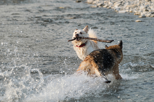 Dogs are playing with stick in the water. Two dogs are having fun by river on warm summer evening. German and half breed of white Swiss shepherd are best friends.