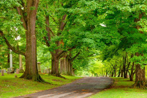 Image of a beautiful alley lined with old oak trees at an old cemetery