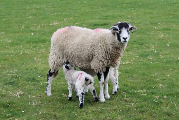 istock Close up of a sheep with small lambs in spring 1481709861