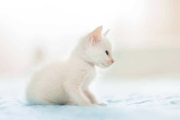 Baby cat on blue blanket. White kitten on couch on a knitted blanket. Domestic animal. Sleep and cozy nap time. Home pet. Young cats. Cute funny cats at home.