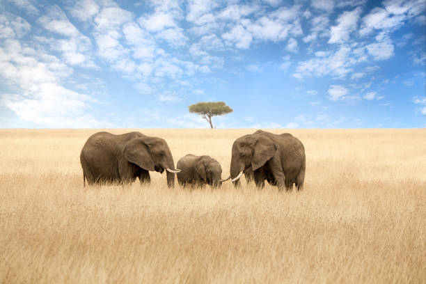 grupo de elefantes en la hierba de avena roja del masai mara. dos hembras adultas con una cría en extensión abierta de pastizales con acacias. - ternera fotos fotografías e imágenes de stock