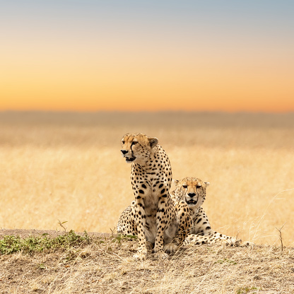 Masai Mara cheetah walking on grass during rainy day in nature. Copy space.