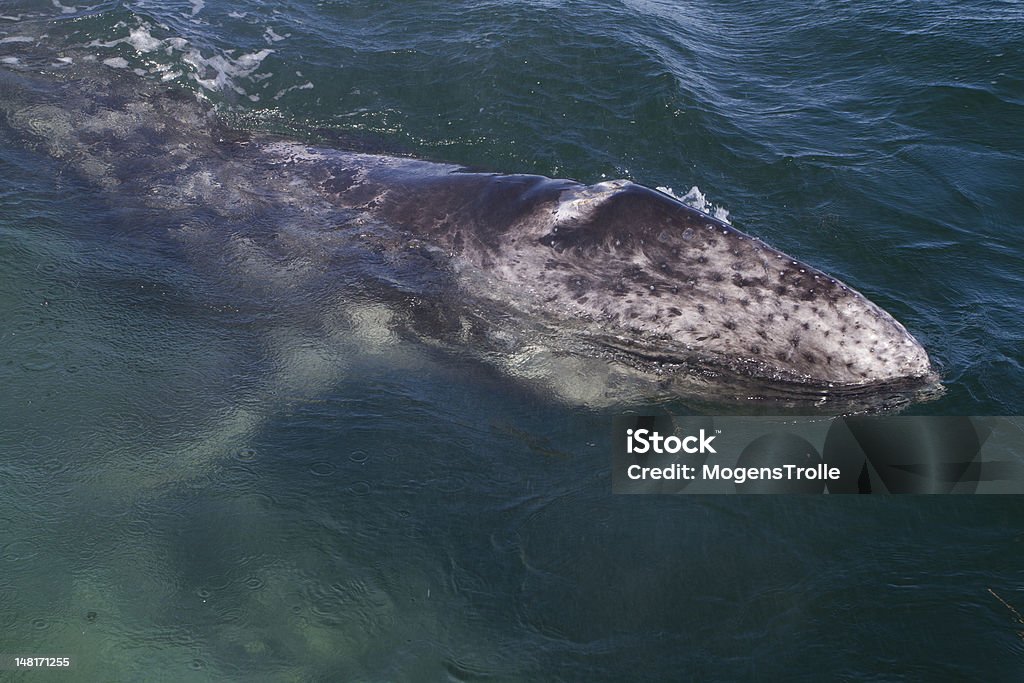 Grey whale young surfacing, Baja California, Mexico Grey whale young breathing, below its mother, Baja California, Mexico Gray Whale Stock Photo
