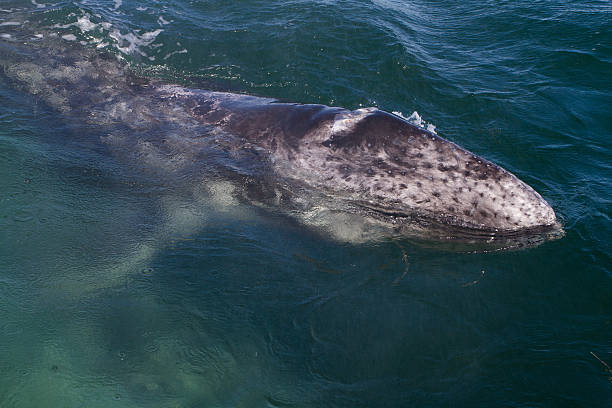 Grey whale young surfacing, Baja California, Mexico Grey whale young breathing, below its mother, Baja California, Mexico gray whale stock pictures, royalty-free photos & images