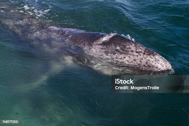 Grey Whale Young Surfacing Baja California Mexico Stock Photo - Download Image Now