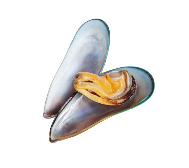 istock Opened large mussel closeup isolated on a white background 1481713068