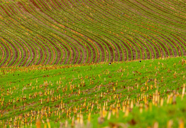 istock oat cultivation, winter planting 1481713134