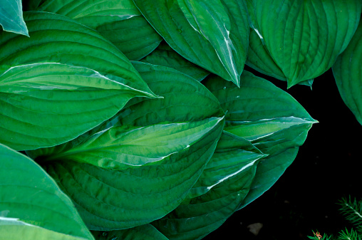 Corrugated green hosta leaves