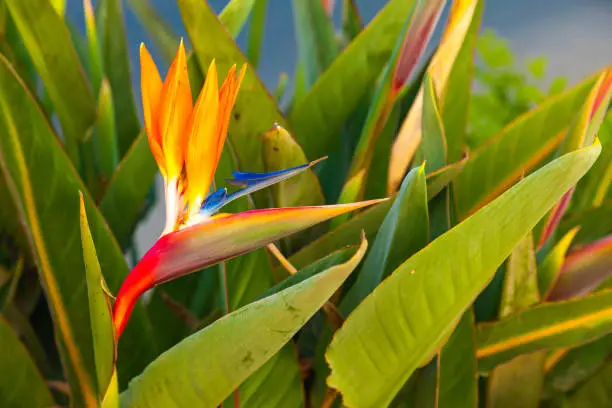 Strelitzia reginae. Blooming flower of the plant strelitzia royale.