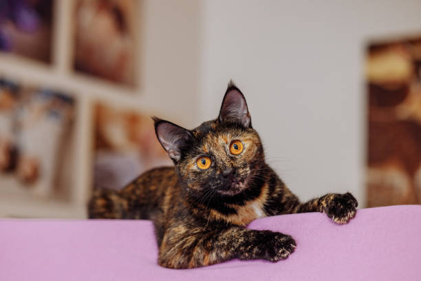 un chat en écaille de tortue gît sur une surface rose - chat ecaille de tortue photos et images de collection