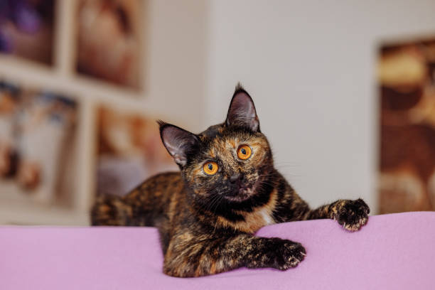 A tortoiseshell cat lies on a pink surface A tortoiseshell cat lies on a pink surface and looks at the camera against the backdrop of the living room. Healthy shiny coat. tortoiseshell cat stock pictures, royalty-free photos & images