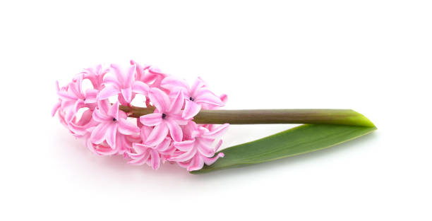 istock Gentle pink hyacinth. 1481717972
