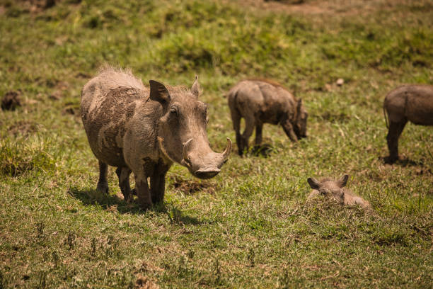 Animal Watching and Safari in Tanzania