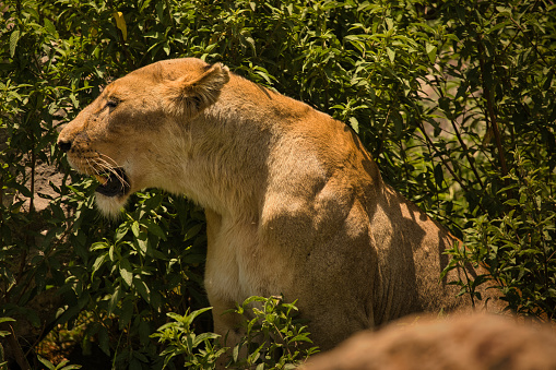 lion staring intently at a target while on safari