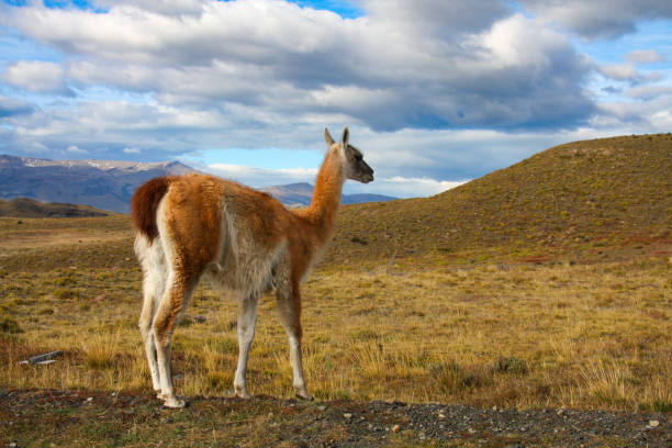 istock Guanaco in Torres del Paine, Chile 1481718977