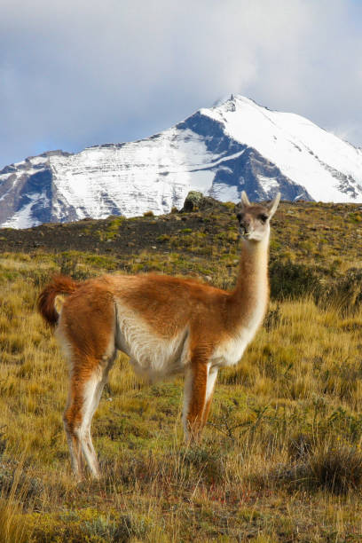 istock Guanaco in Torres del Paine, Chile 1481718989
