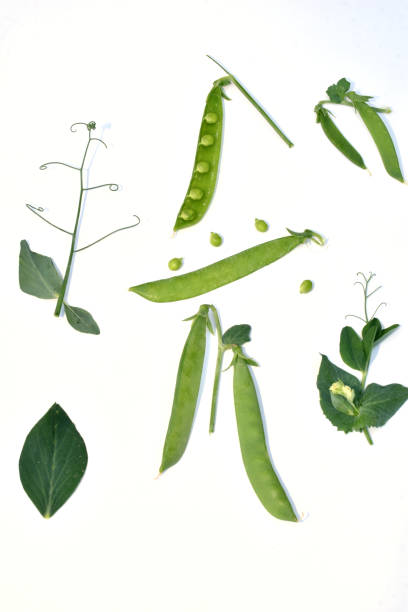 pois verts, leurs tiges, feuilles, vrilles, gousses et fruits. - pea pod photos et images de collection