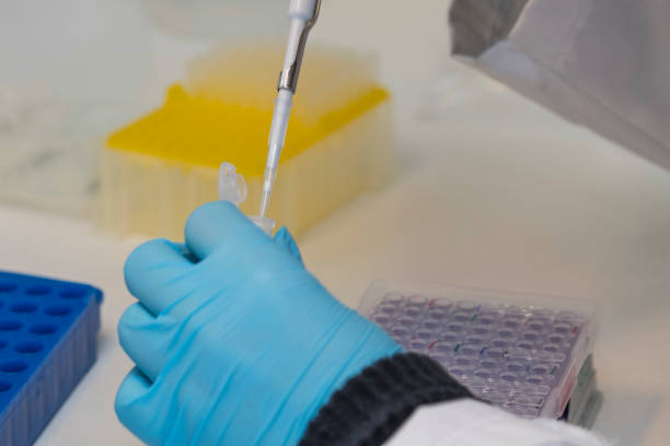 istock One hand holding  an eppendorf test tube with sample and a lab technician pipetting liquid into wells of a PCR plate in a laboratory. 1481721729
