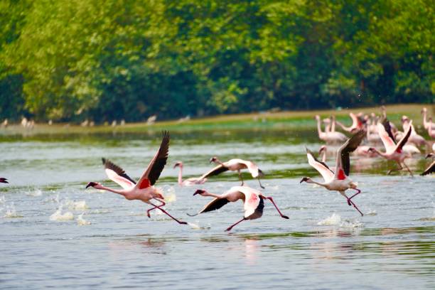istock lessor flamingos taking off 1481723625