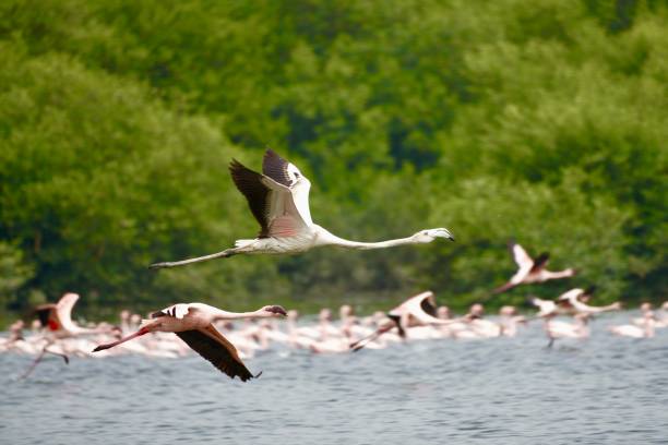 istock Greater Flamingos flying 1481724171