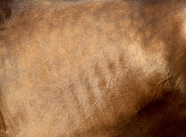 istock Bay horse skin 148172553