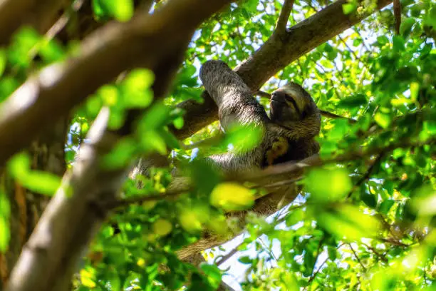 A sloth hanging from a tree in Centenario Park in Cartagena, Colombia