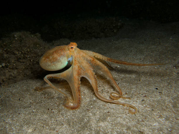 istock Golden bronze octopus walking on sand 1481728266