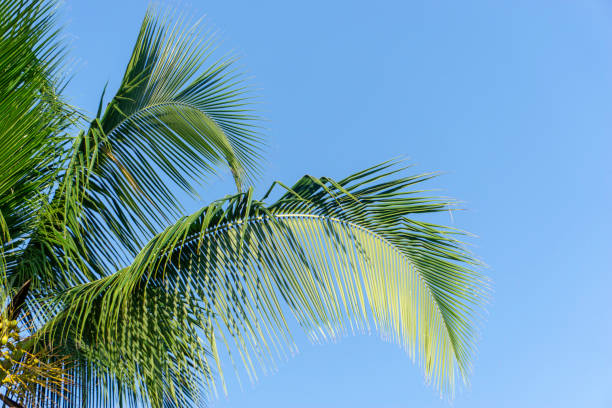 istock Palm tree in front of blue sky 1481728388