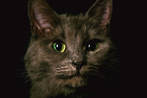 istock Portrait of a gray cat on a black background 1481730272
