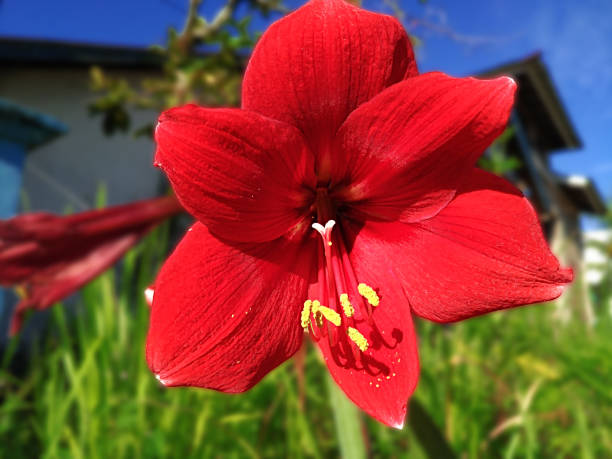 istock Amaryllis (Hippeastrum) Flowerhead with Yellow Pistils 1481731652