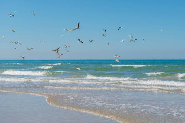 Flying seagulls over beach and windy sea at the coast of Denmark.