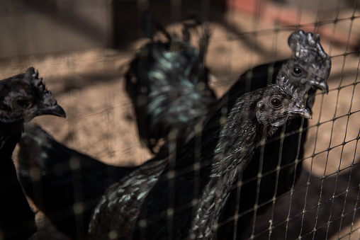 Close-up of a free range hen, looking straight at the camera with a stare.