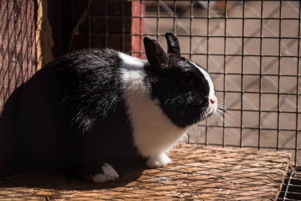 istock Fluffy rabbits in the kennel. 1481732027