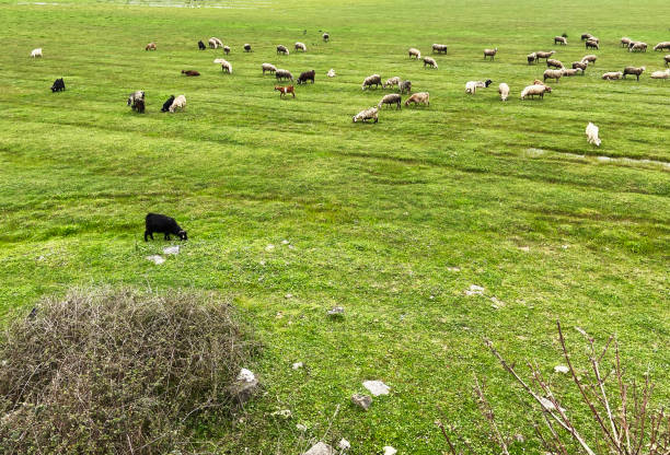 istock Sheep in the meadow 1481732153