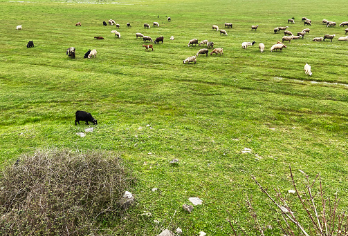 Sheep in the meadow, group of sheep grazing in the meadow
