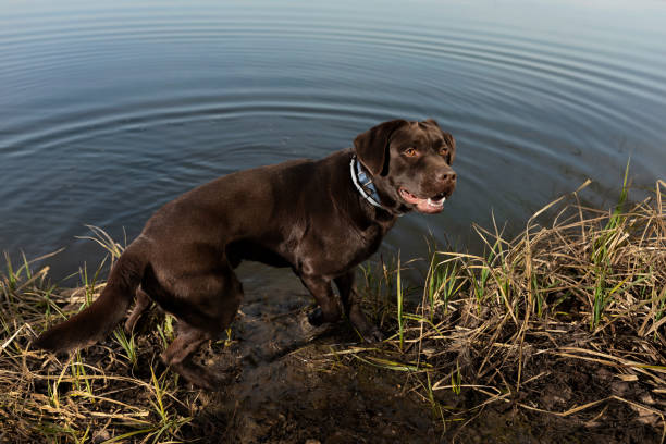 istock Labrador retriever on lake shore 1481733696