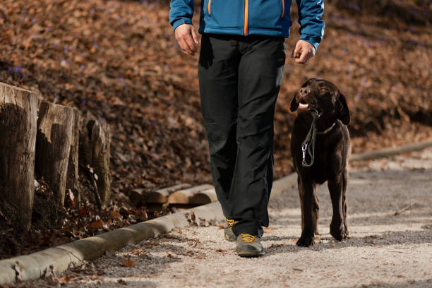 istock Man walking dog in woods 1481733697