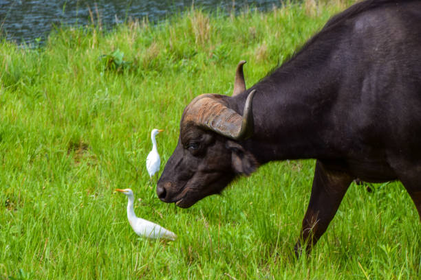 istock Cape buffalo in Zimbabwe 1481734079