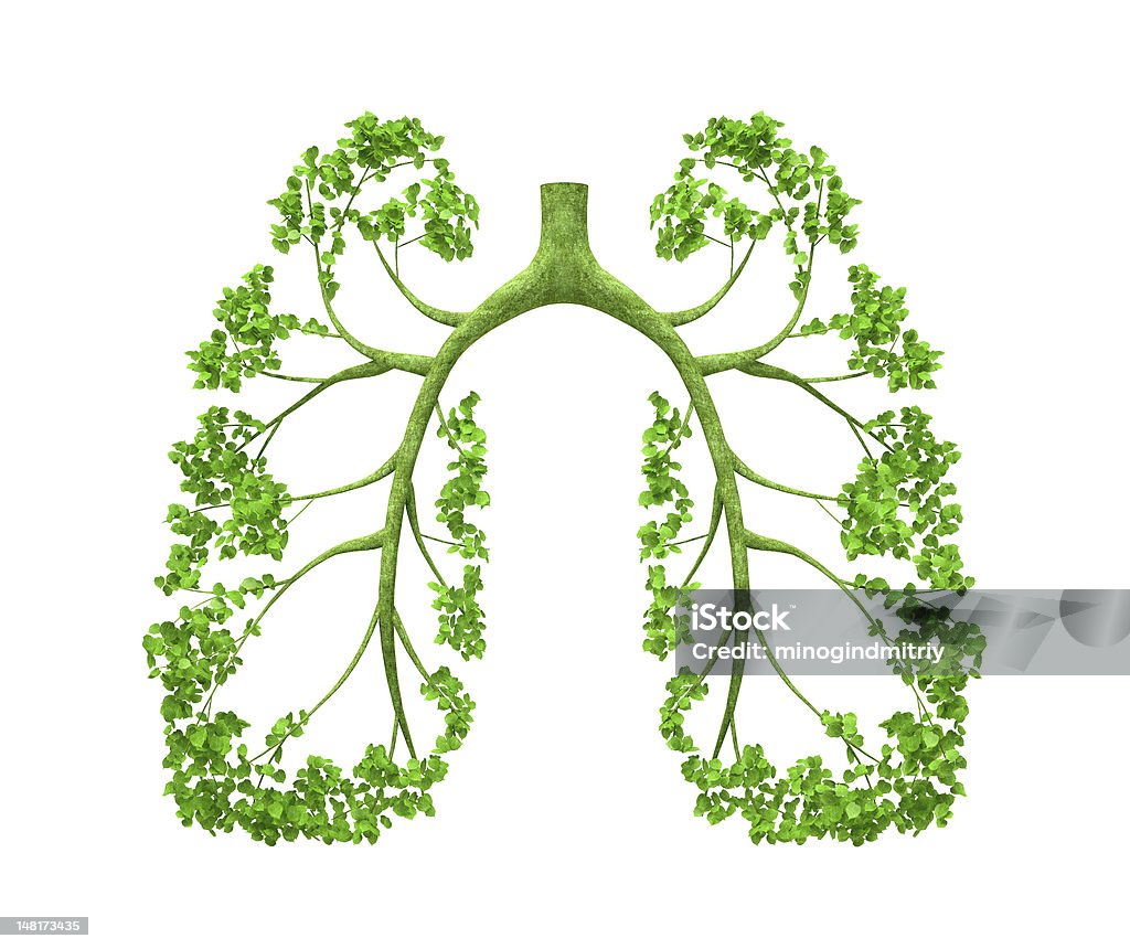 Lungen-Baum - Lizenzfrei Blatt - Pflanzenbestandteile Stock-Foto