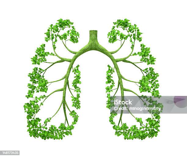 Lungenbaum Stockfoto und mehr Bilder von Blatt - Pflanzenbestandteile - Blatt - Pflanzenbestandteile, Natur, Grün