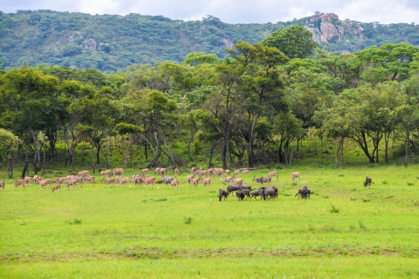 istock African landscape with herds of animals 1481734656